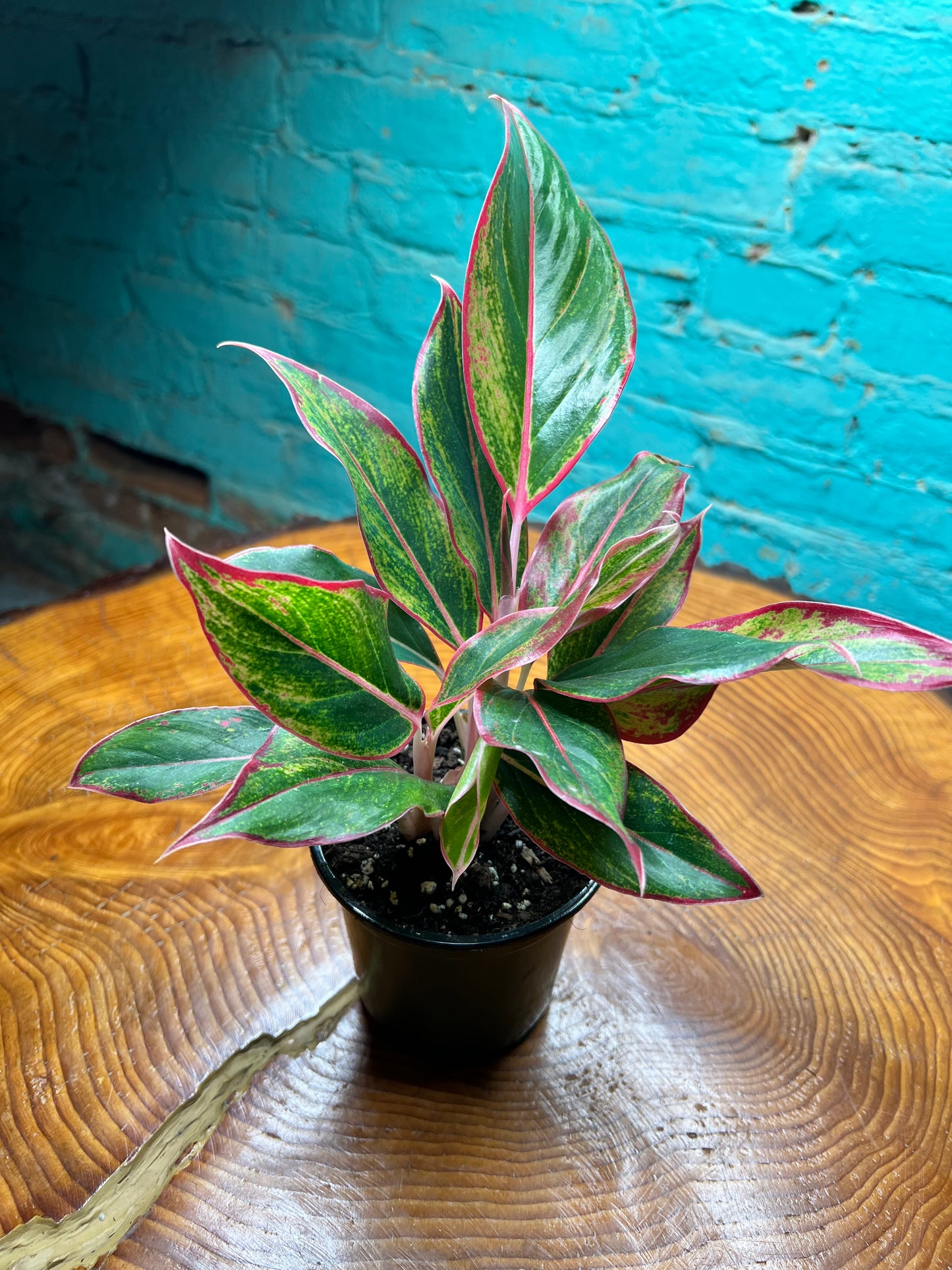 Aglaonema (Chinese Evergreen)  Siam Aurora 4”