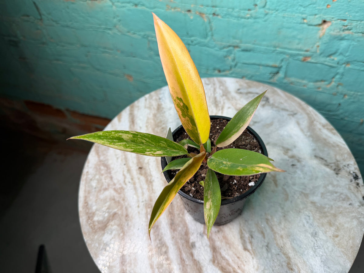 Philodendron Carmel Marble 4”
