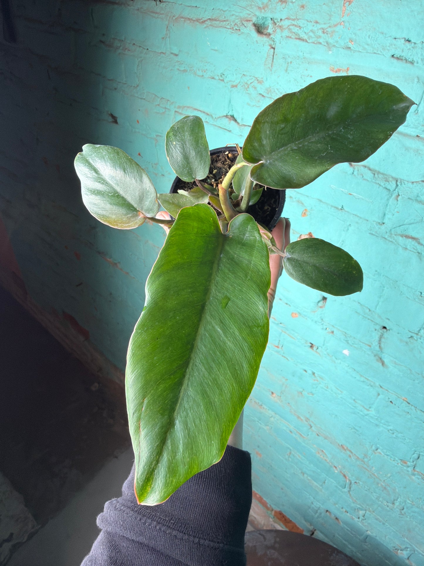 Philodendron Jungle Fever 4”