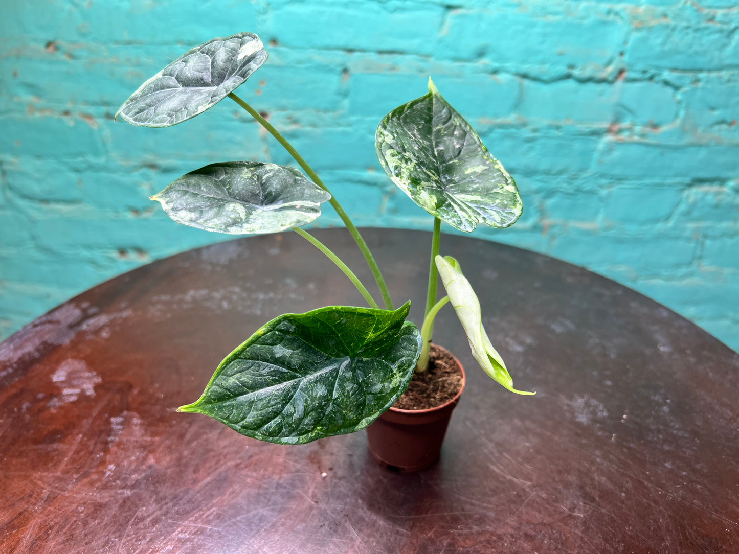 Alocasia Dragon Scale Albo 3”