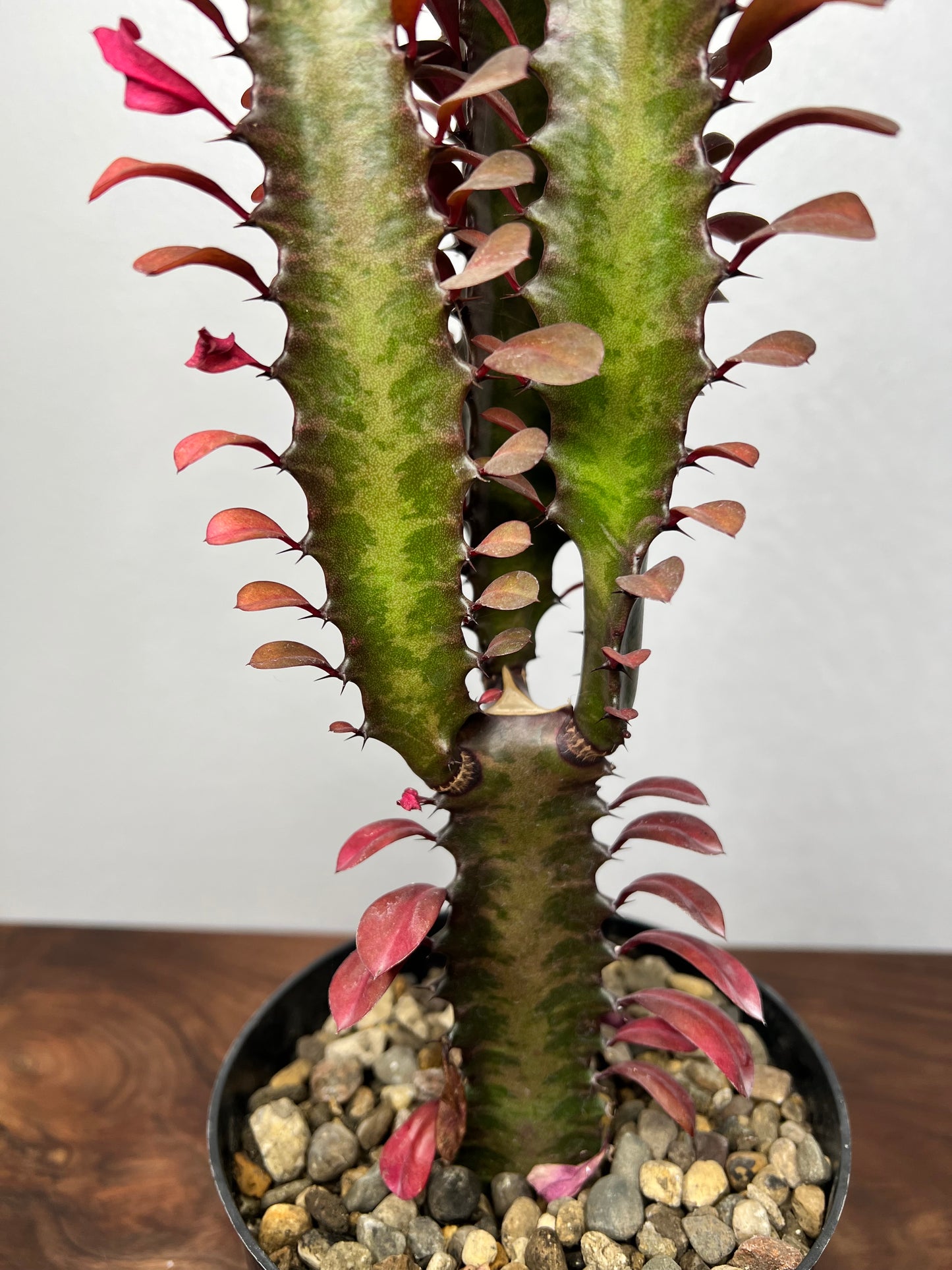 Euphorbia Trigonia Red