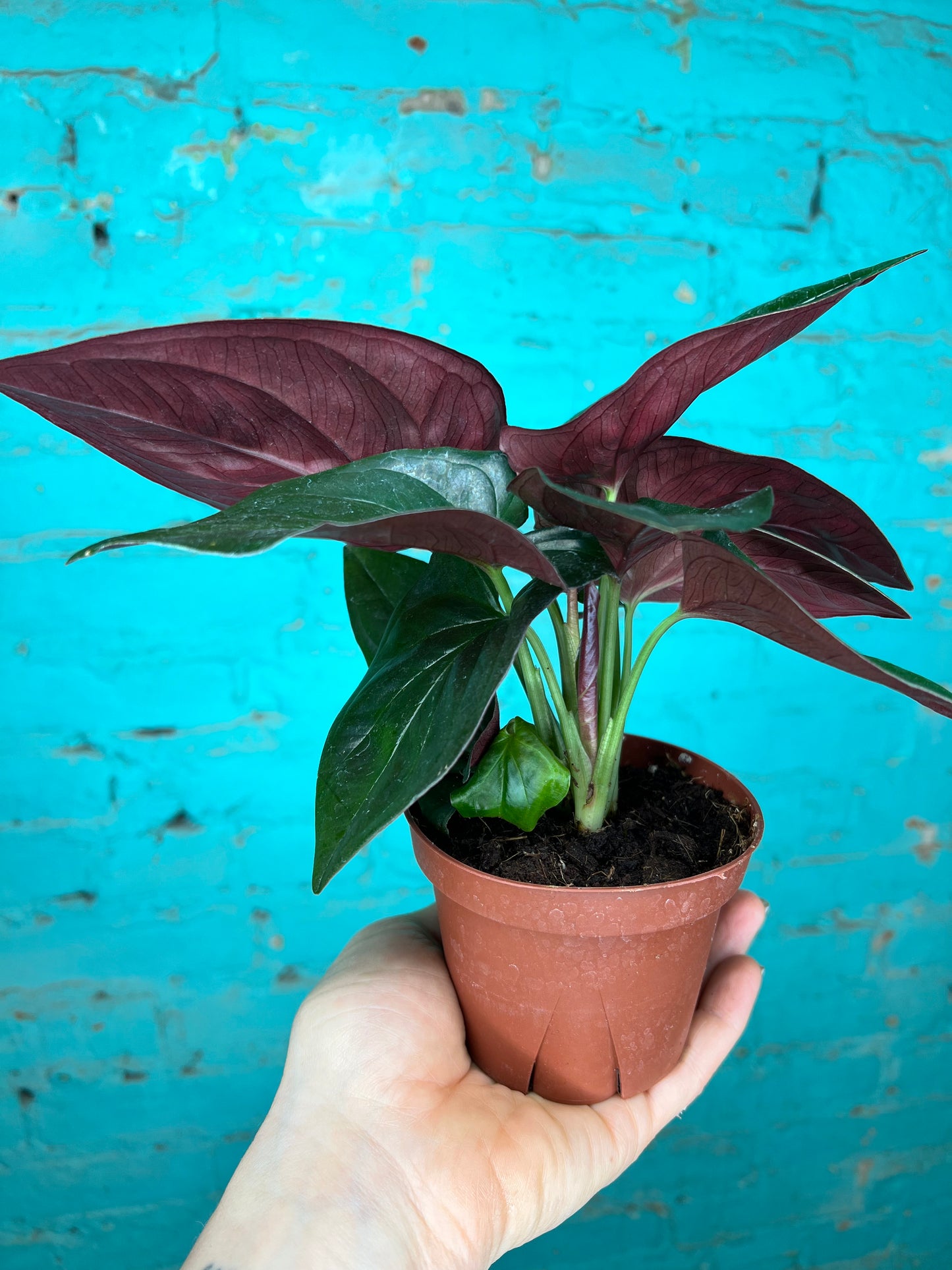 Syngonium Red Arrows 4”