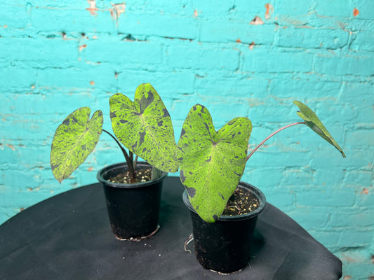 Colocasia “Mojito” 4”