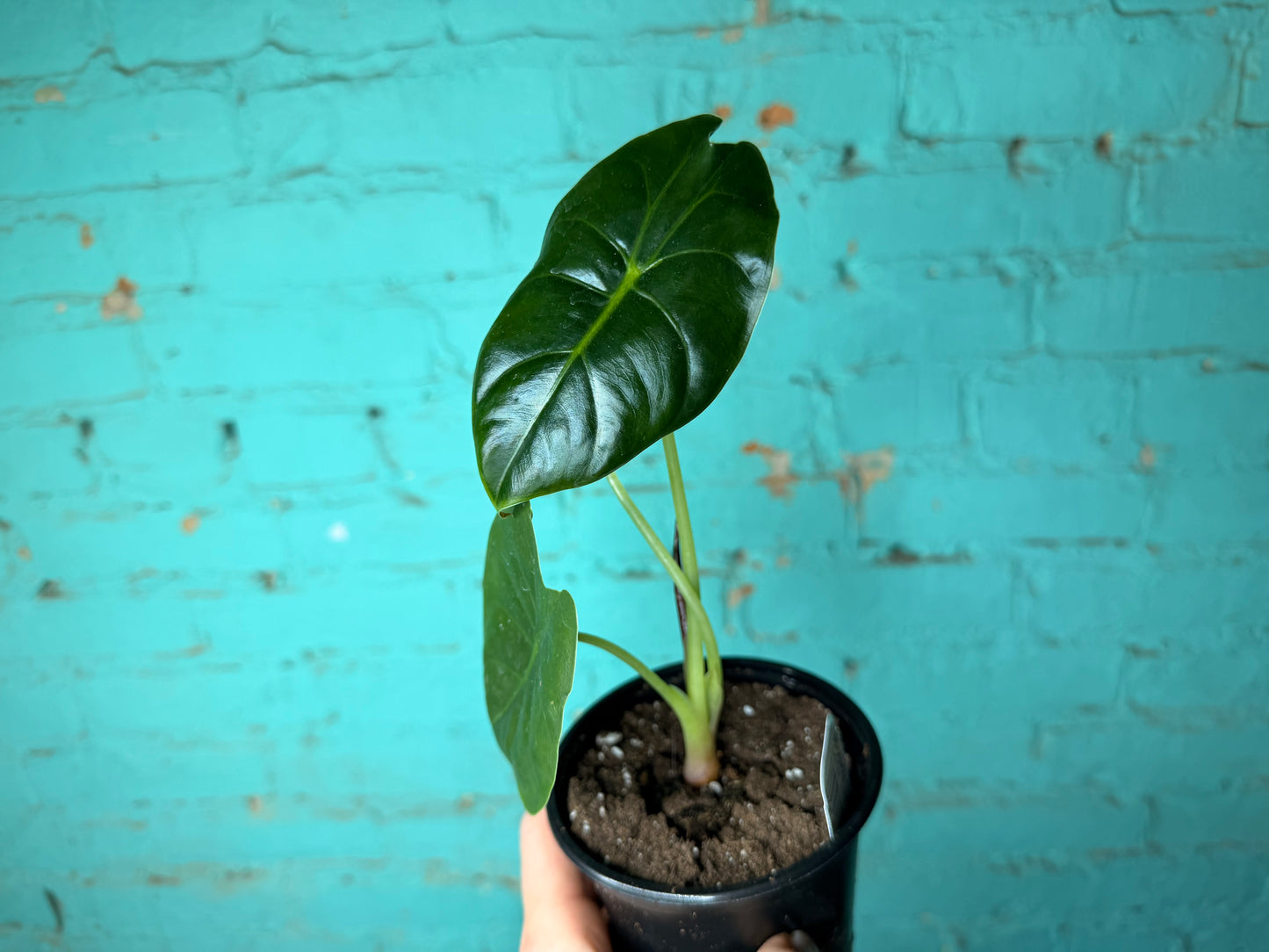Alocasia Golden Bones 4”
