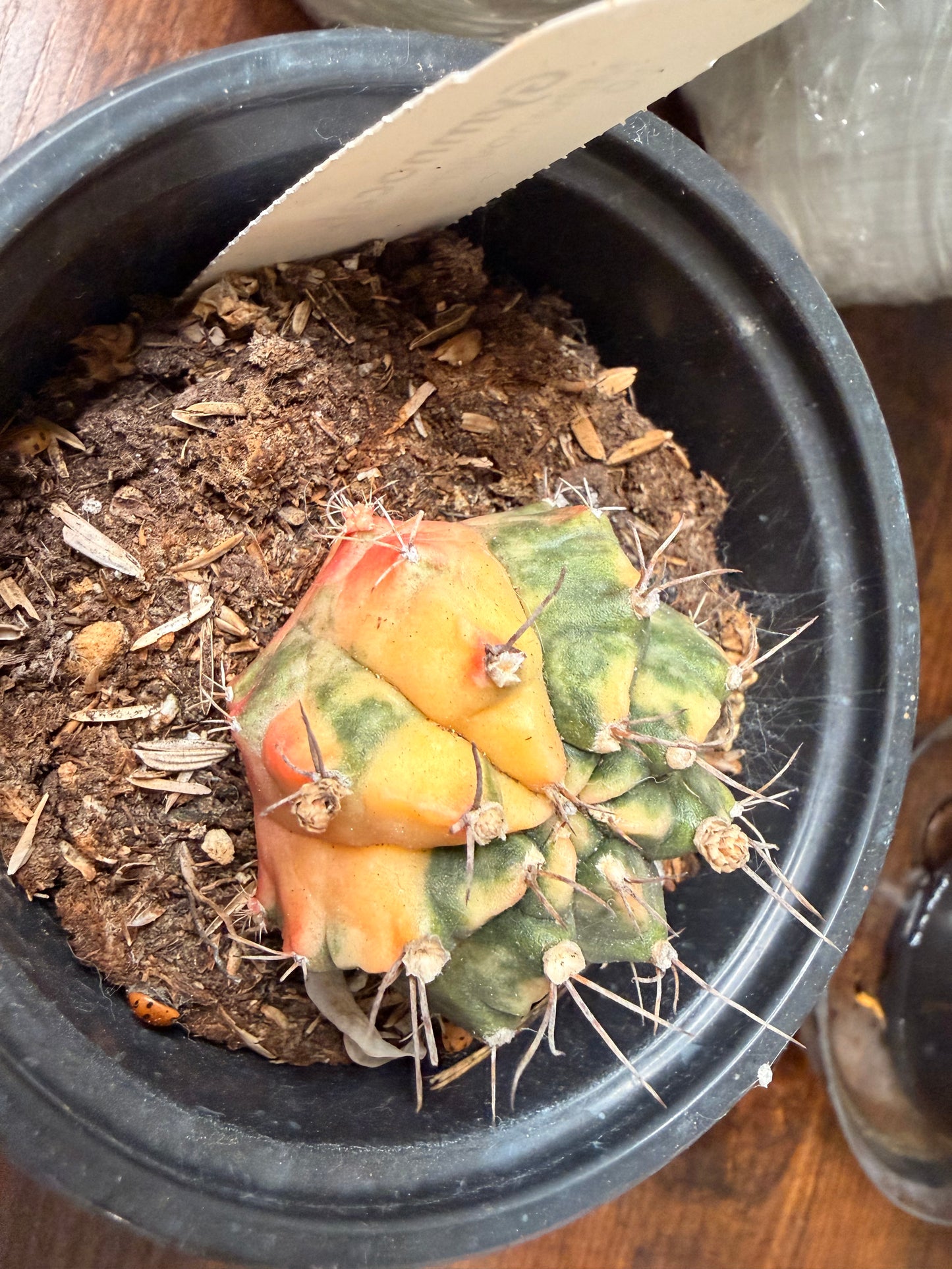 Gymnocalycium Mihanovichi Variegated Friedrich
