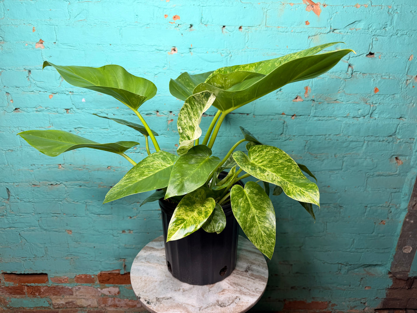 Philodendron Giganteum Blizzard 10”