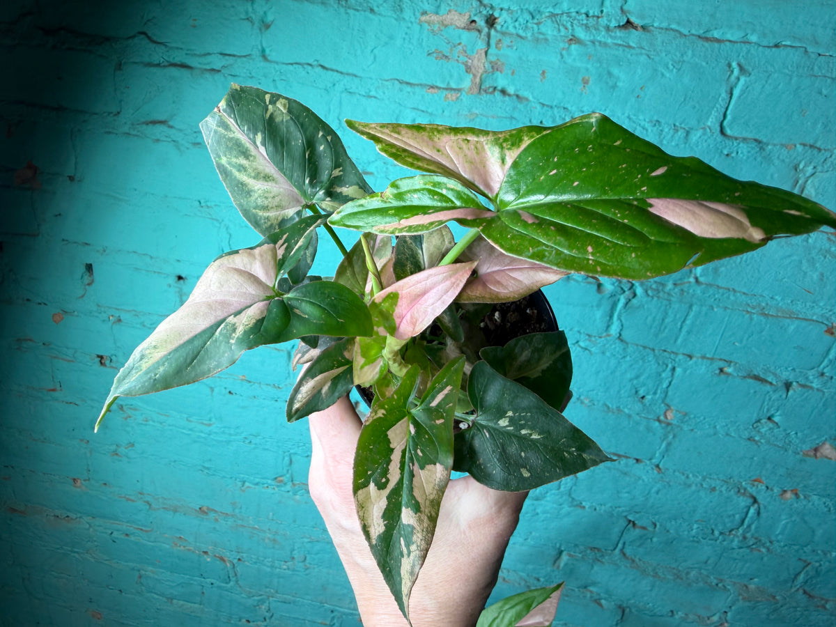 Syngonium Pink Splash 4”