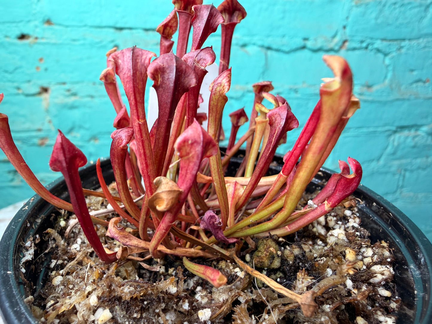 Sarracenia Flava Variegated Rubricora 4”