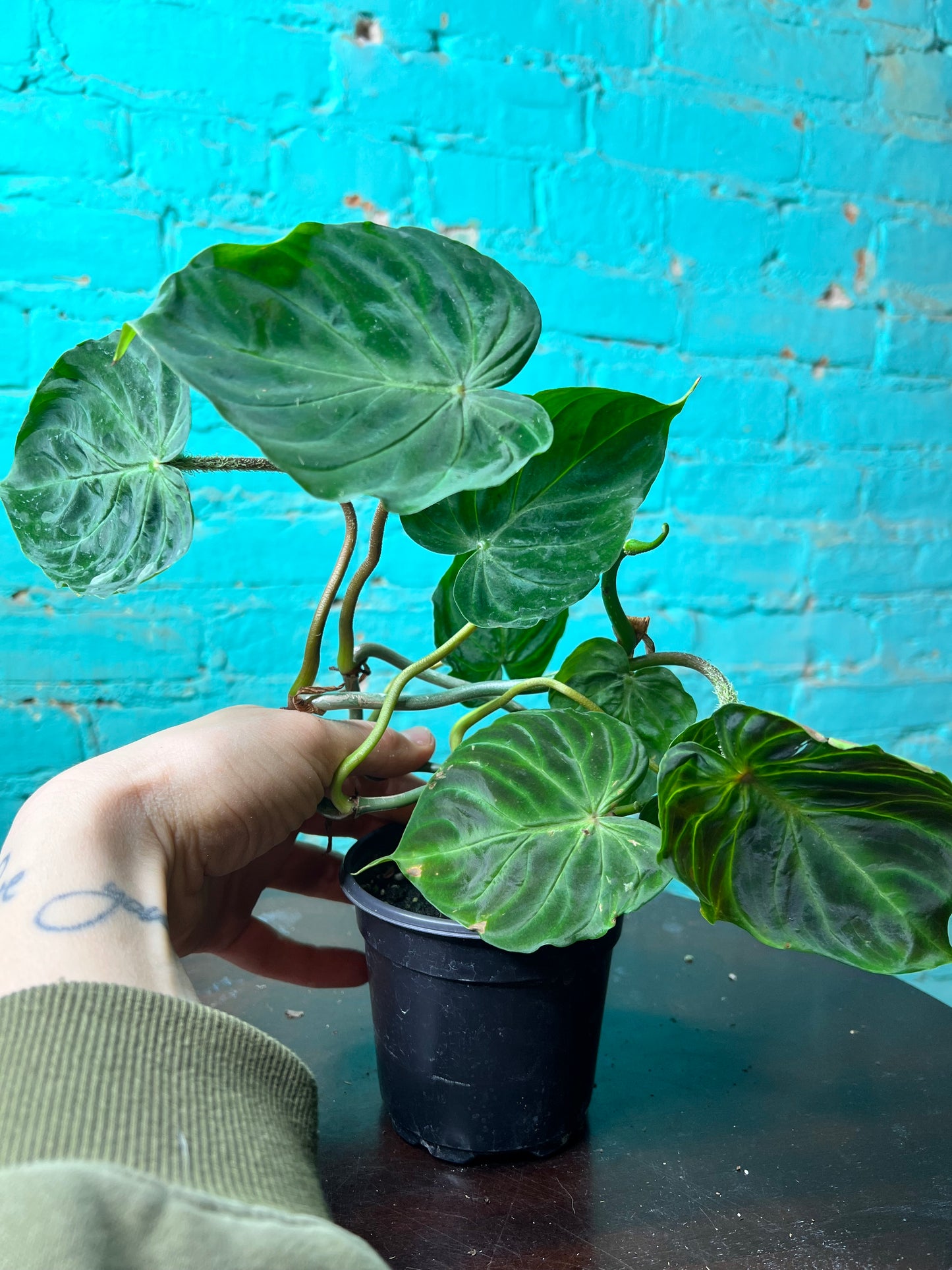 Philodendron Verrucosum Ecuador 4”