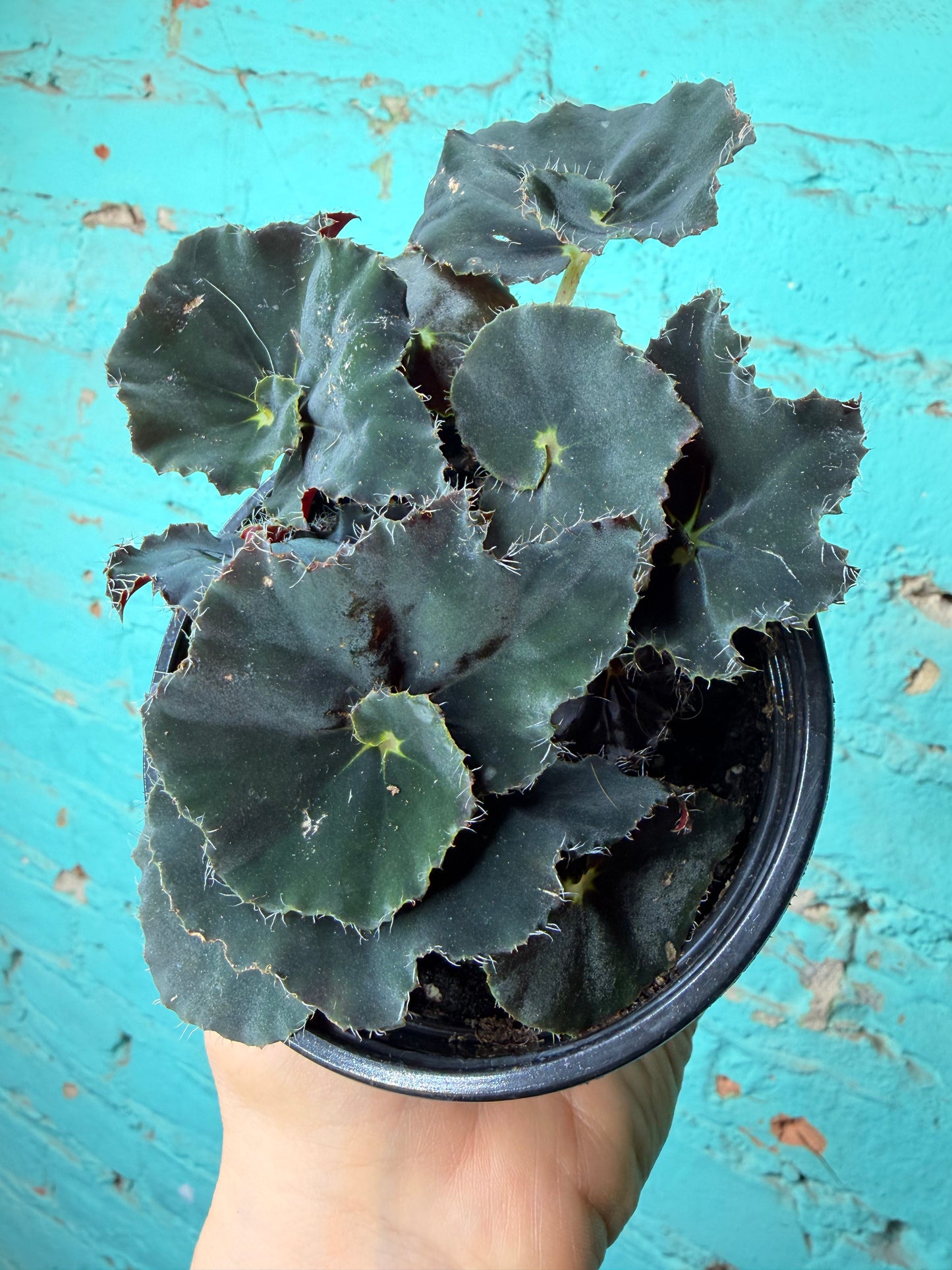 Begonia Rex “Zanzibar” 4”