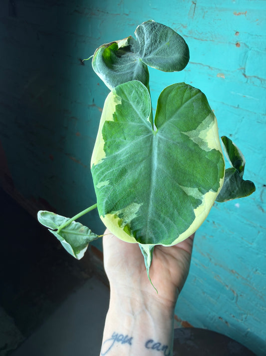 Alocasia-Mickey Mouse 4”