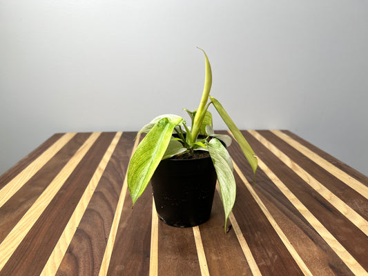 Philodendron- Florida Ghost 4”