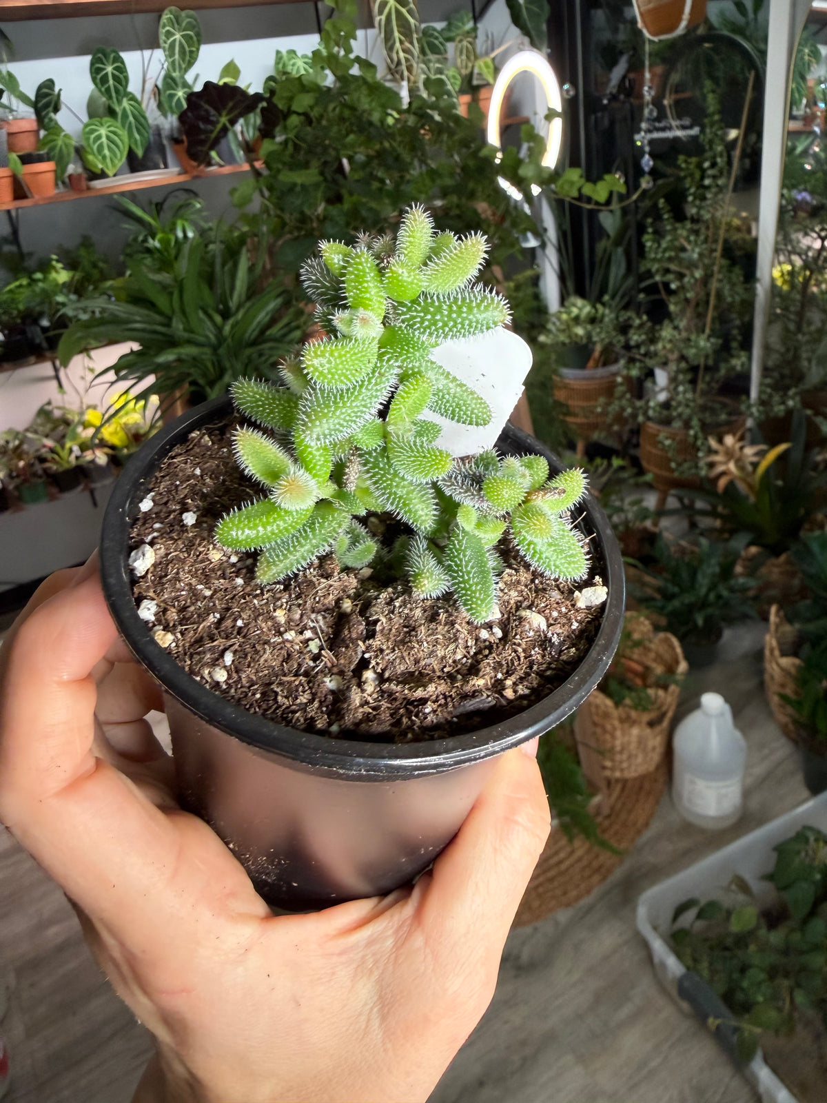 Pickle Plant 4”