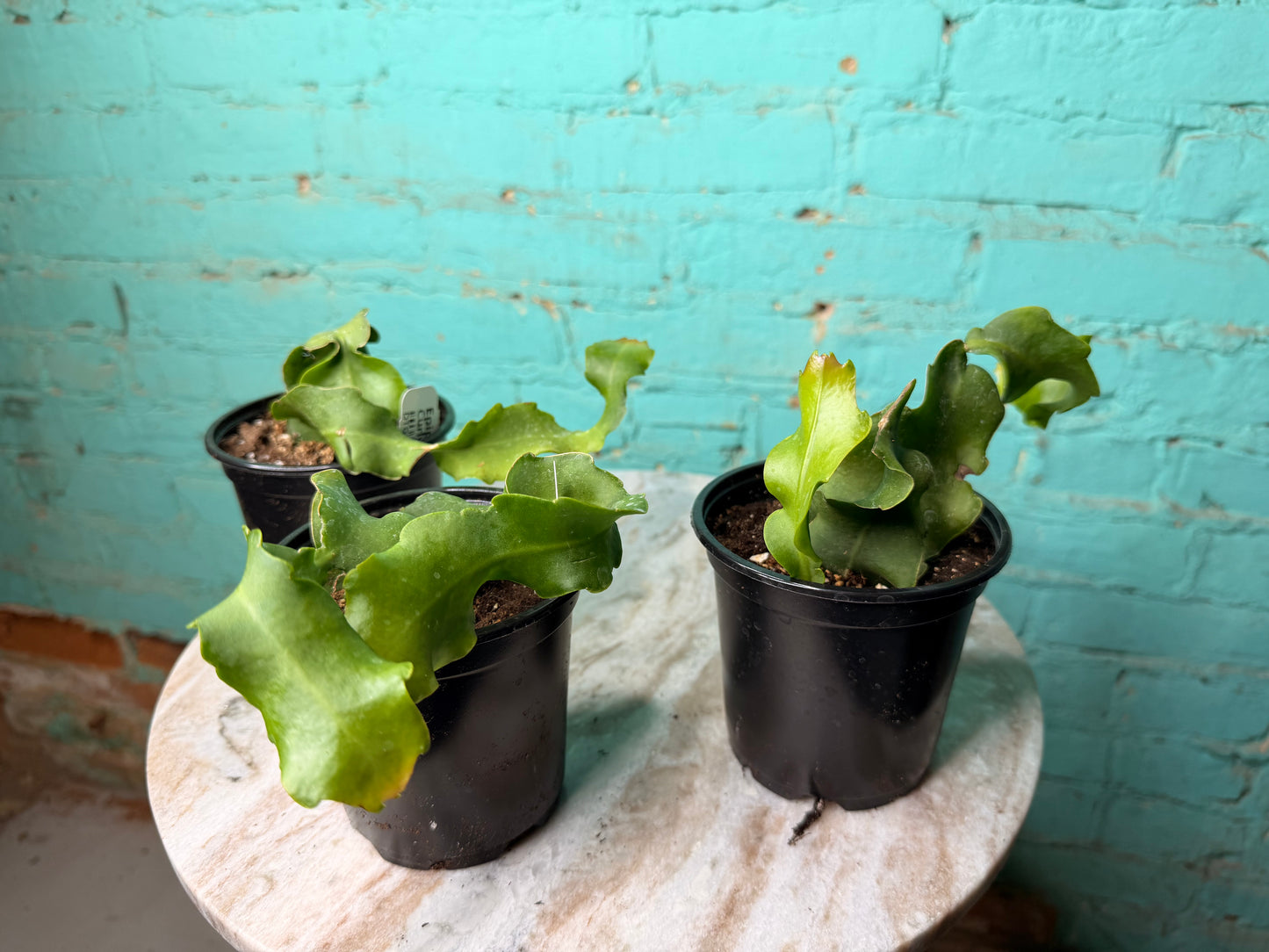 Epiphyllum Curly 4” ‘Orchid Cactus’
