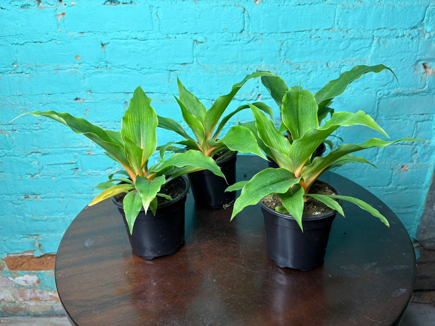 Chlorophytum Mandarin - Spider Plant 4”
