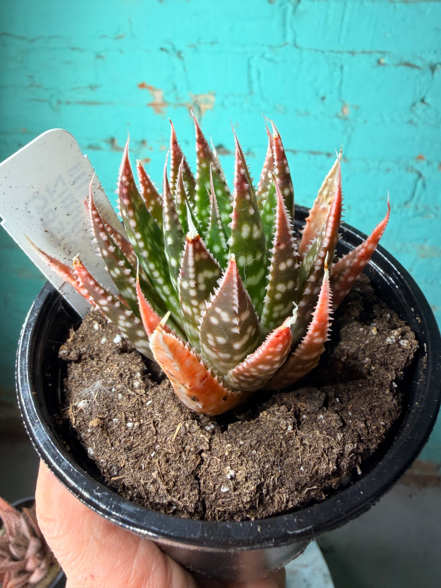 Gasteria Zimiflora 4”