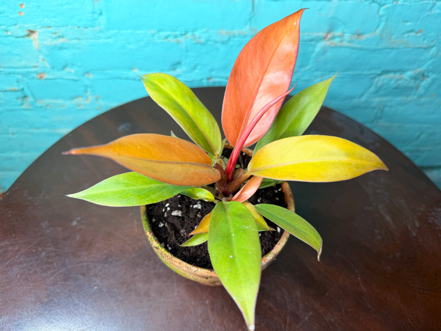 Philodendron Prince of Orange  4” (Clay)