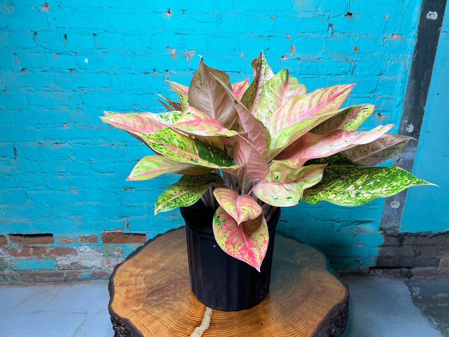 Aglaonema Sparkling Sarah Variegated 10”