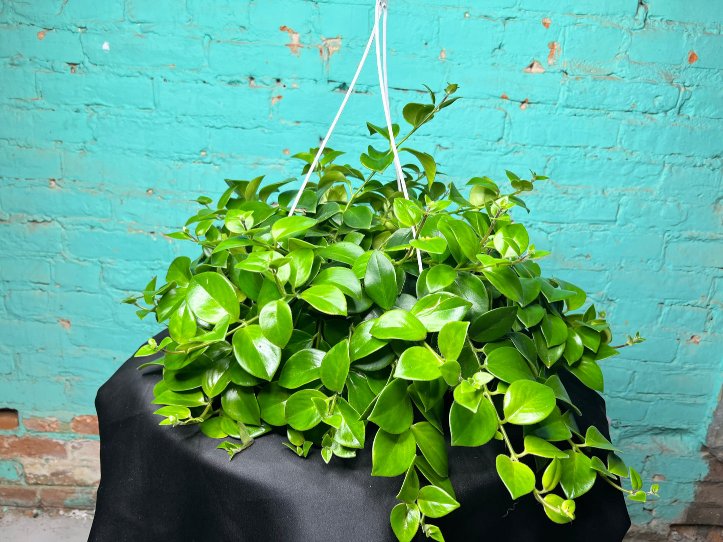 Lipstick Plant- Red 8” basket