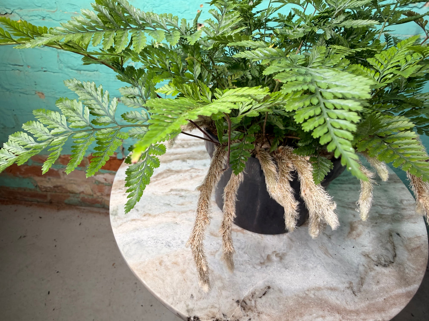 Rabbit Foot Fern 6”