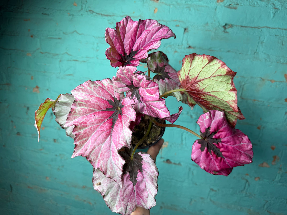 Begonia T-Rex ‘Ruby Slipper’