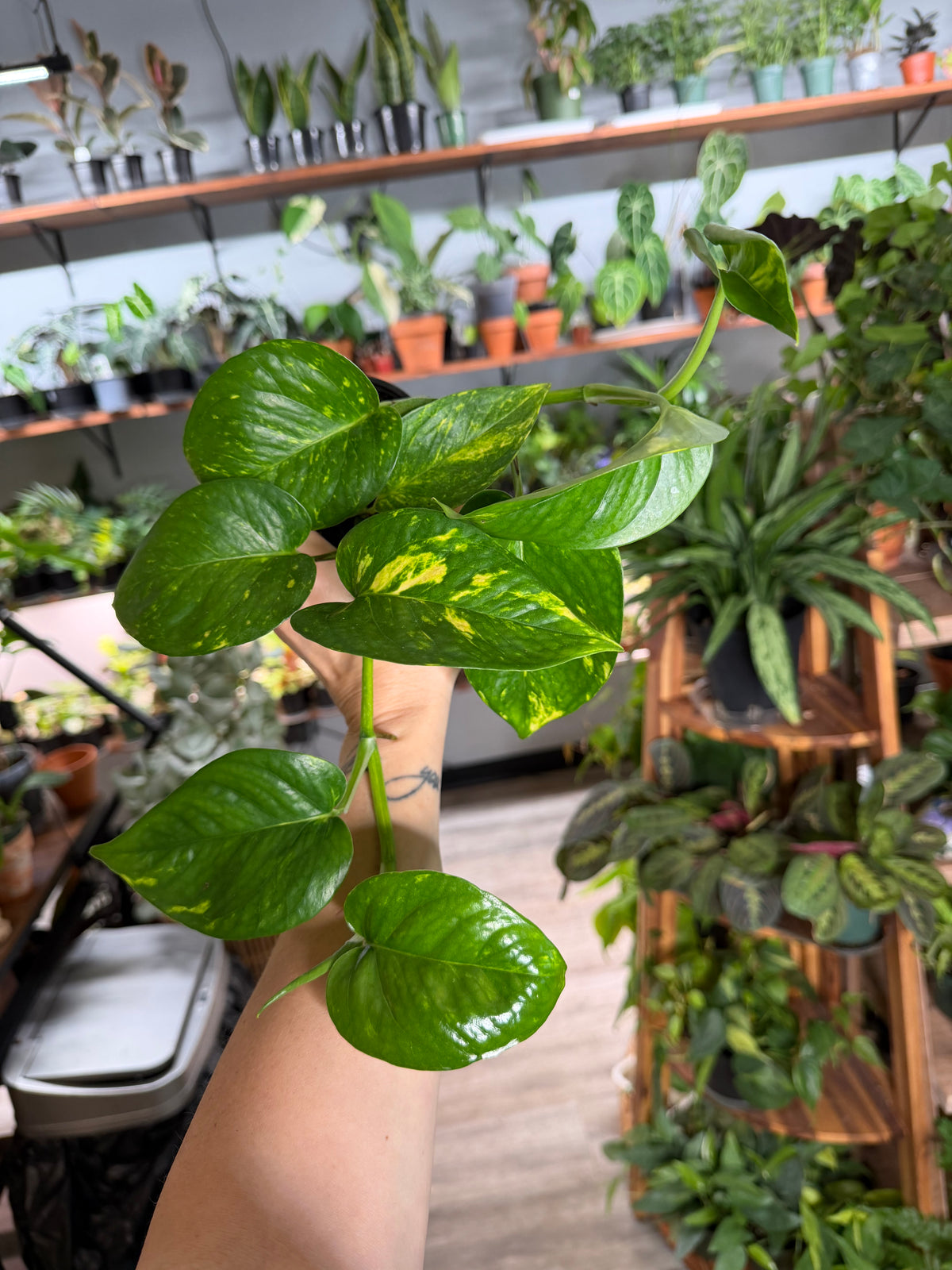 Hawaiian Pothos 4”