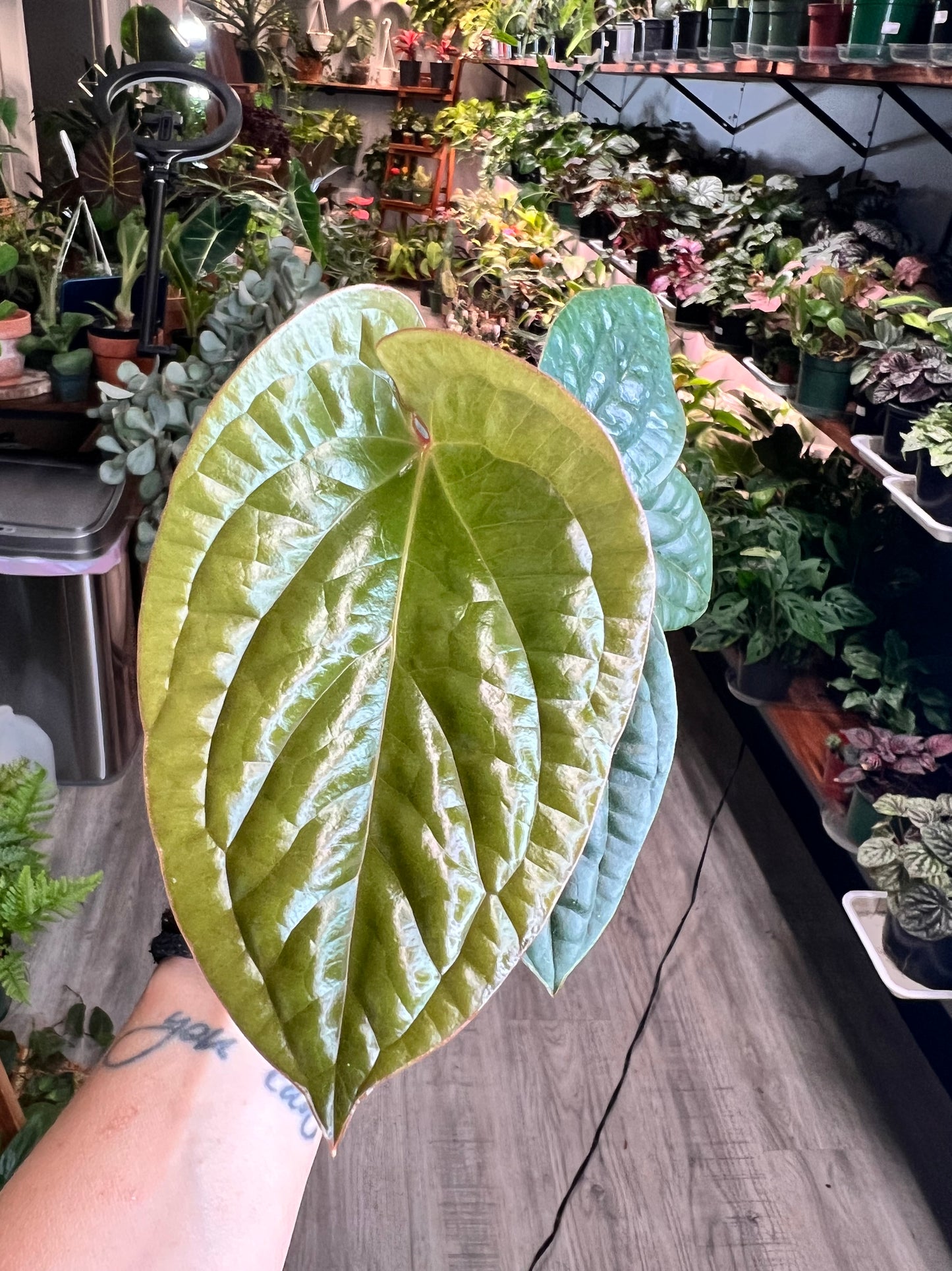 Anthurium Radican X Luxurian 4”