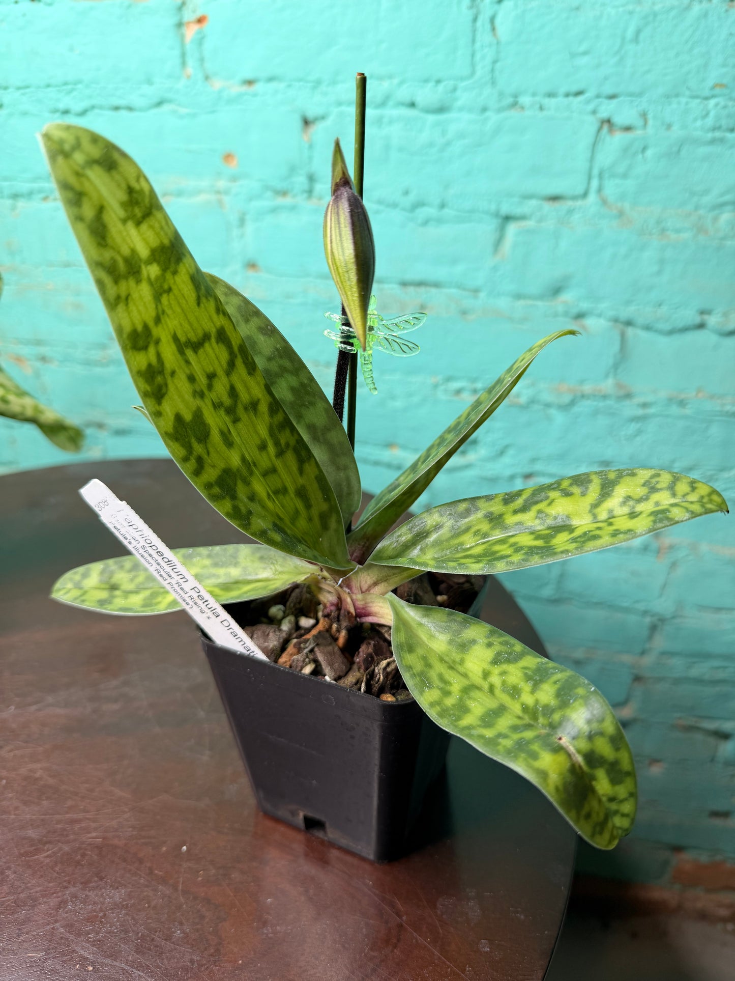 Paphiopedilum ‘Petula Dramatically’ Lady Slipper