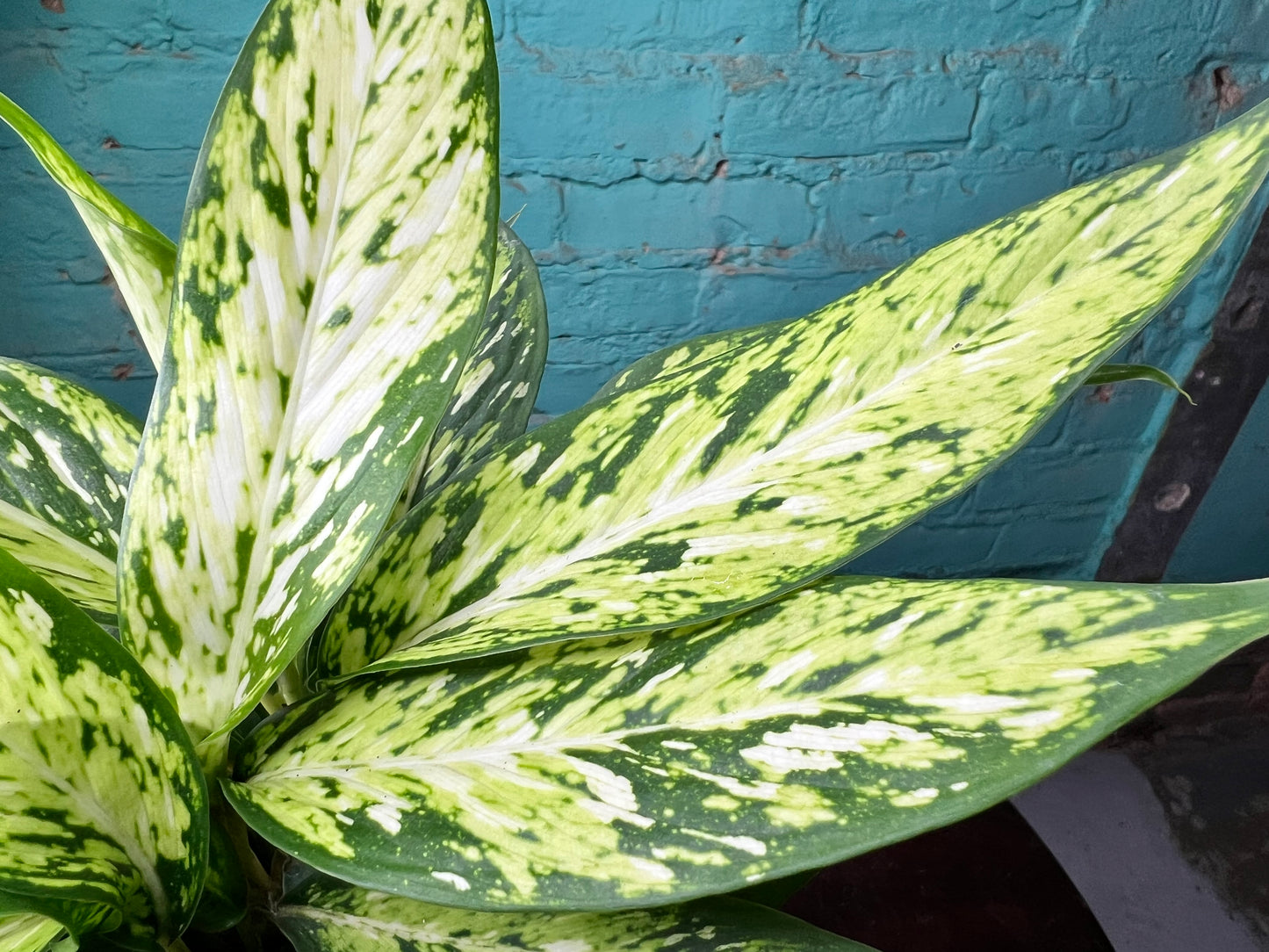 Dieffenbachia sparkle 4”