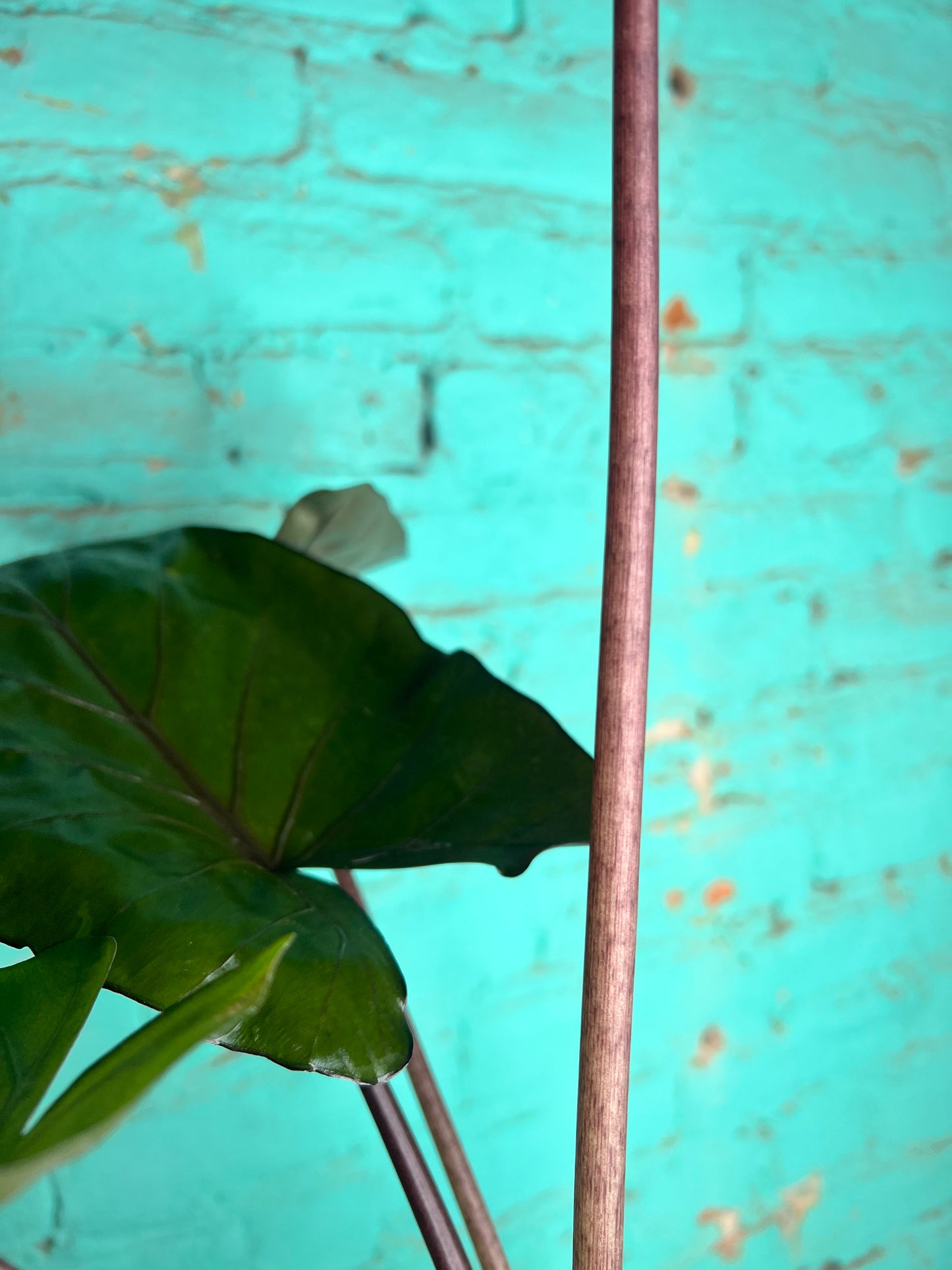 Alocasia Metalhead 6”