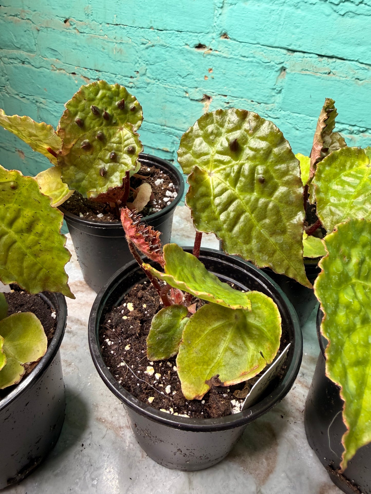 Begonia Ferox 4”