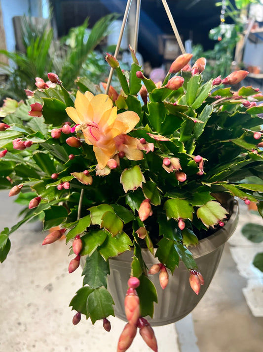 Christmas Cactus 10” basket