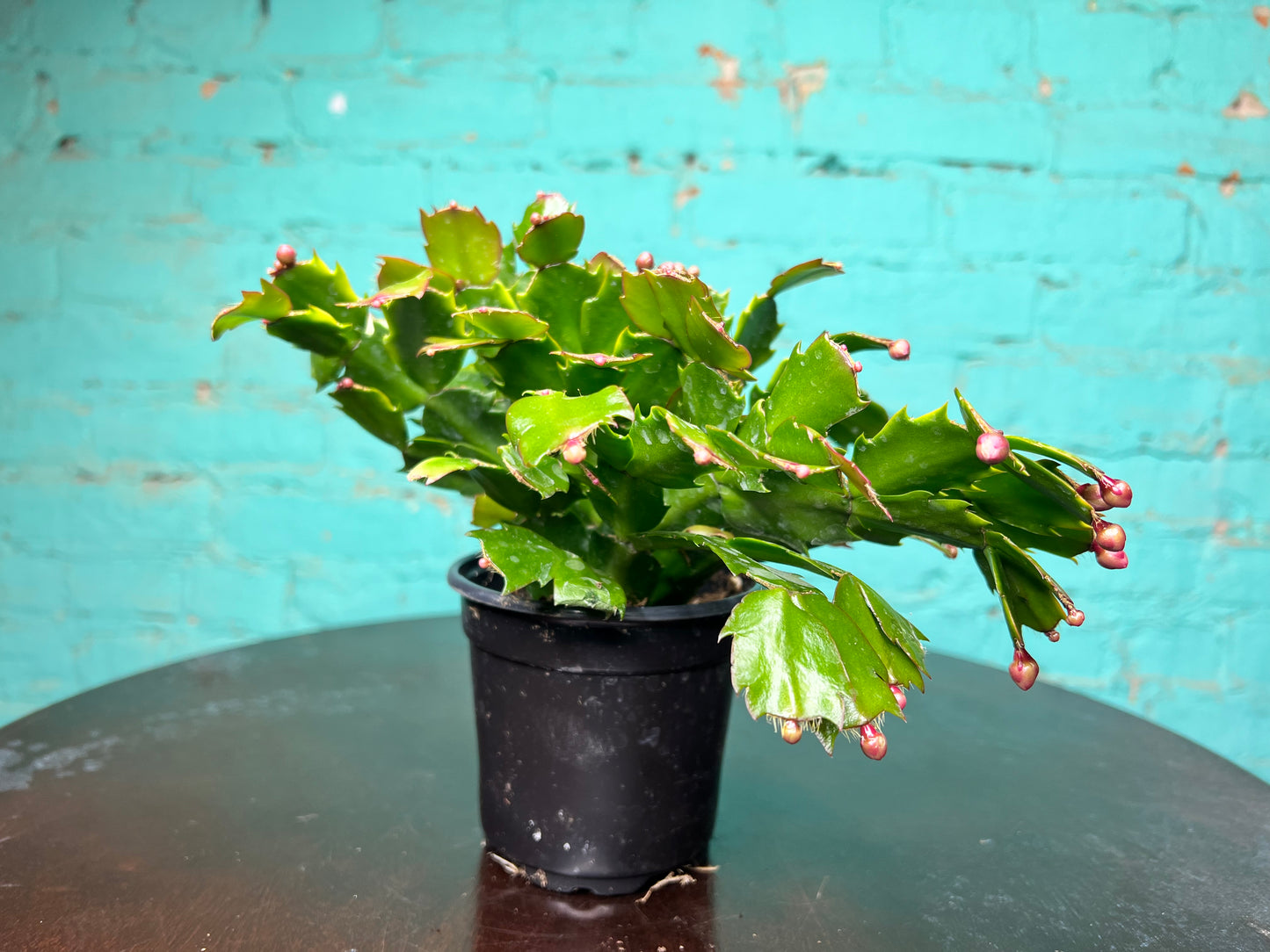 Christmas Cactus 4”