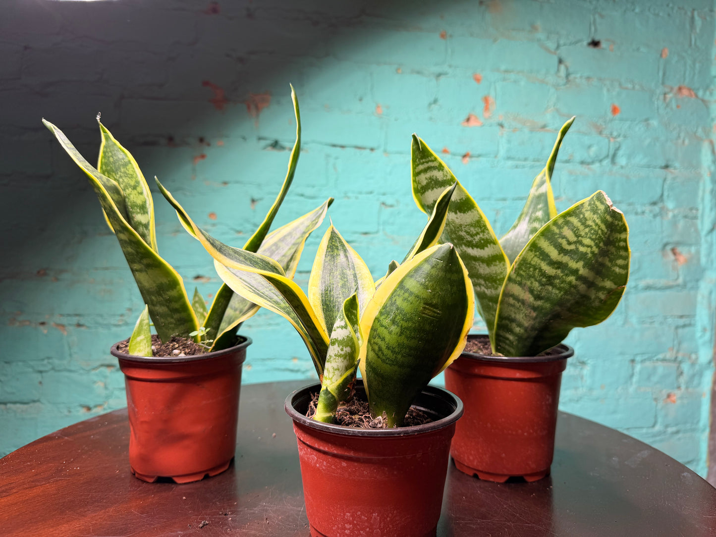 Snake Plant 4” (each)