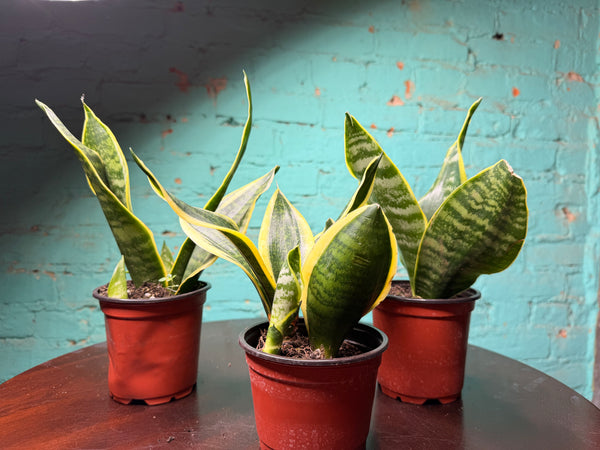 Snake Plant 4” (each)
