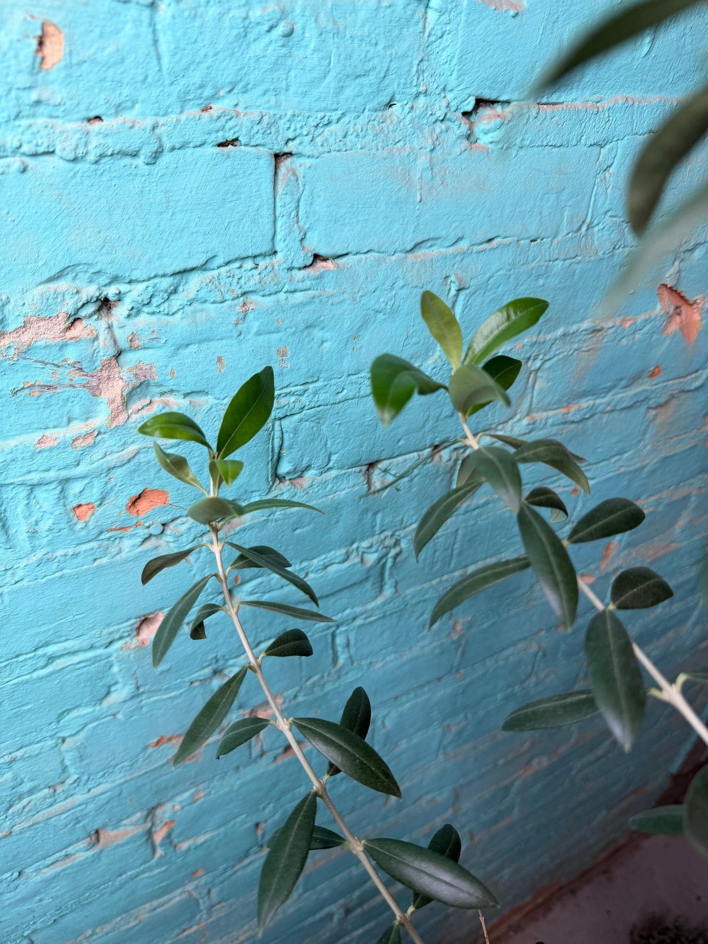 European Olive Tree 8”