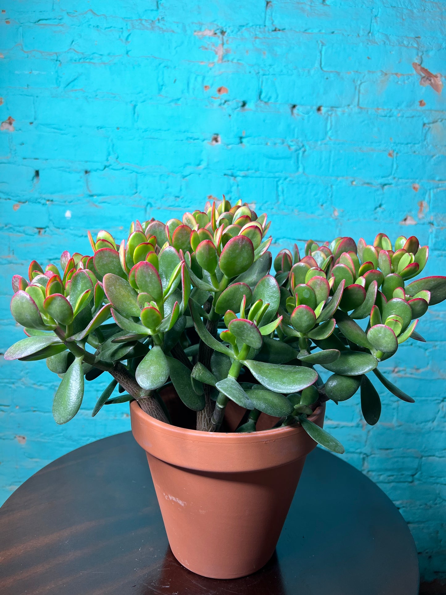 Jade 6”