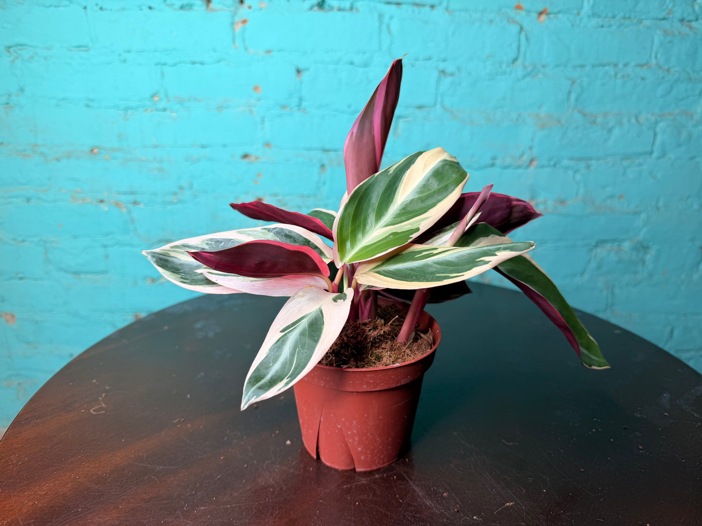 Stromanthe Trio Star 4”