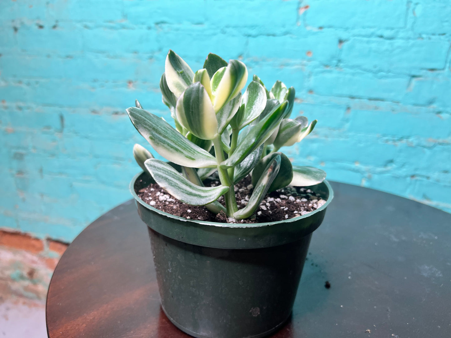 Jade Variegated 6”