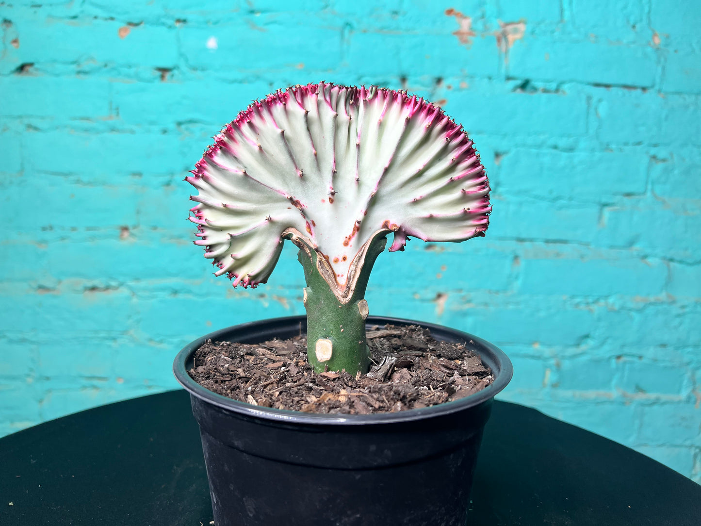Euphorbia Lactea- Mermaid Tail cactus 6”
