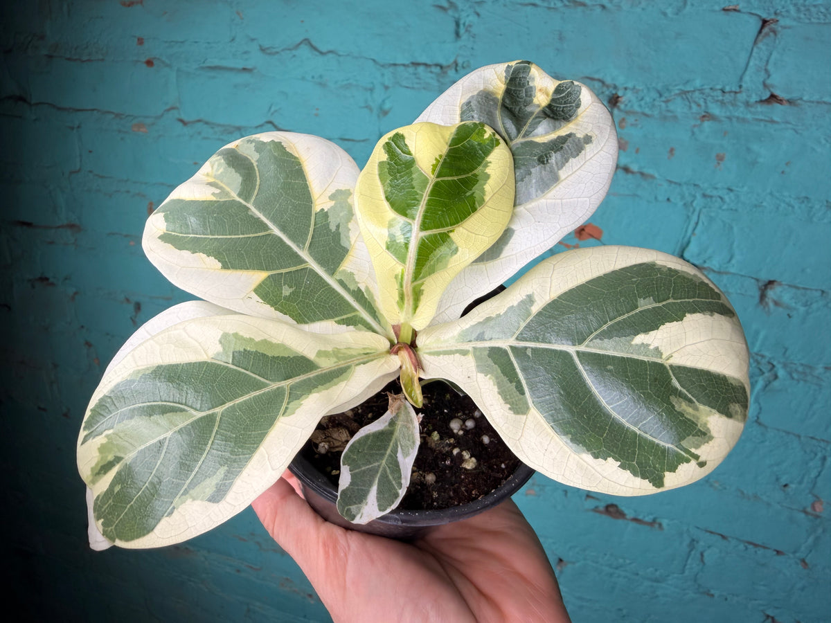 Ficus Lyrata Variegated 4”