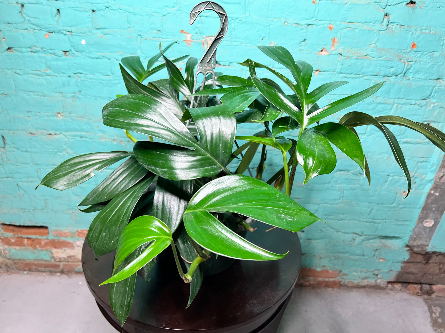 Rhaphidora Decursiva/Dragon Tail 8” basket