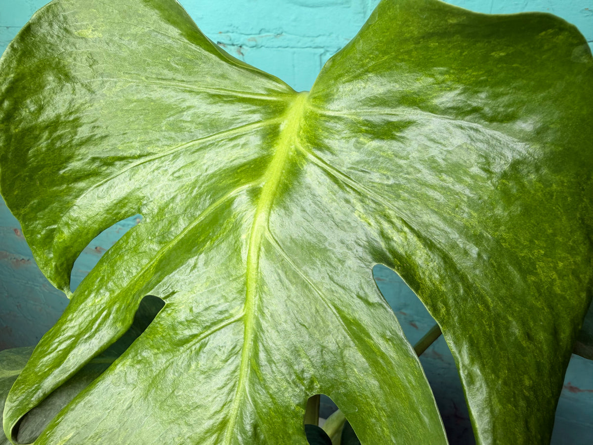 Monstera Green on Green 8”