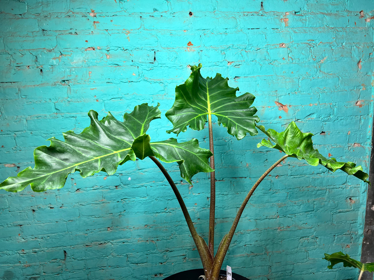 Alocasia Golden Dragon 6” (2.5 ft)