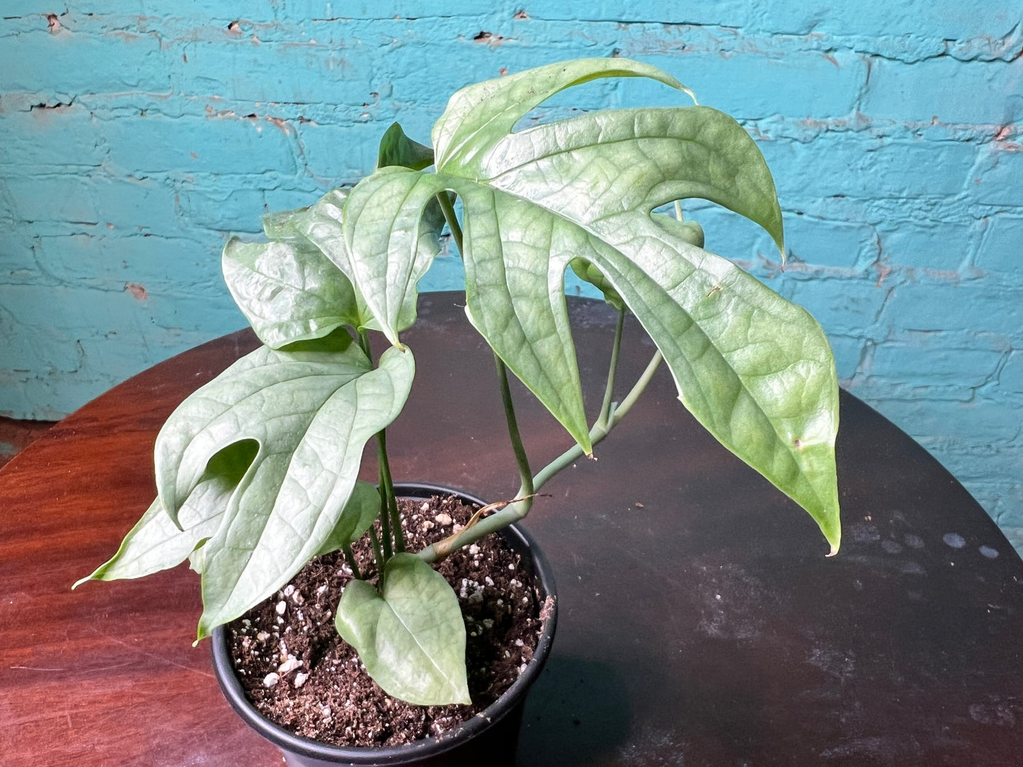Amydrium Medium Silver 4” (“Monstera Spider-Man)