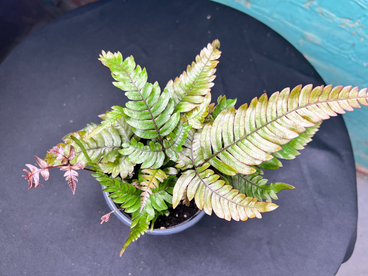 Pteris cretica ‘Mayii’- Silver Brake Fern 4”