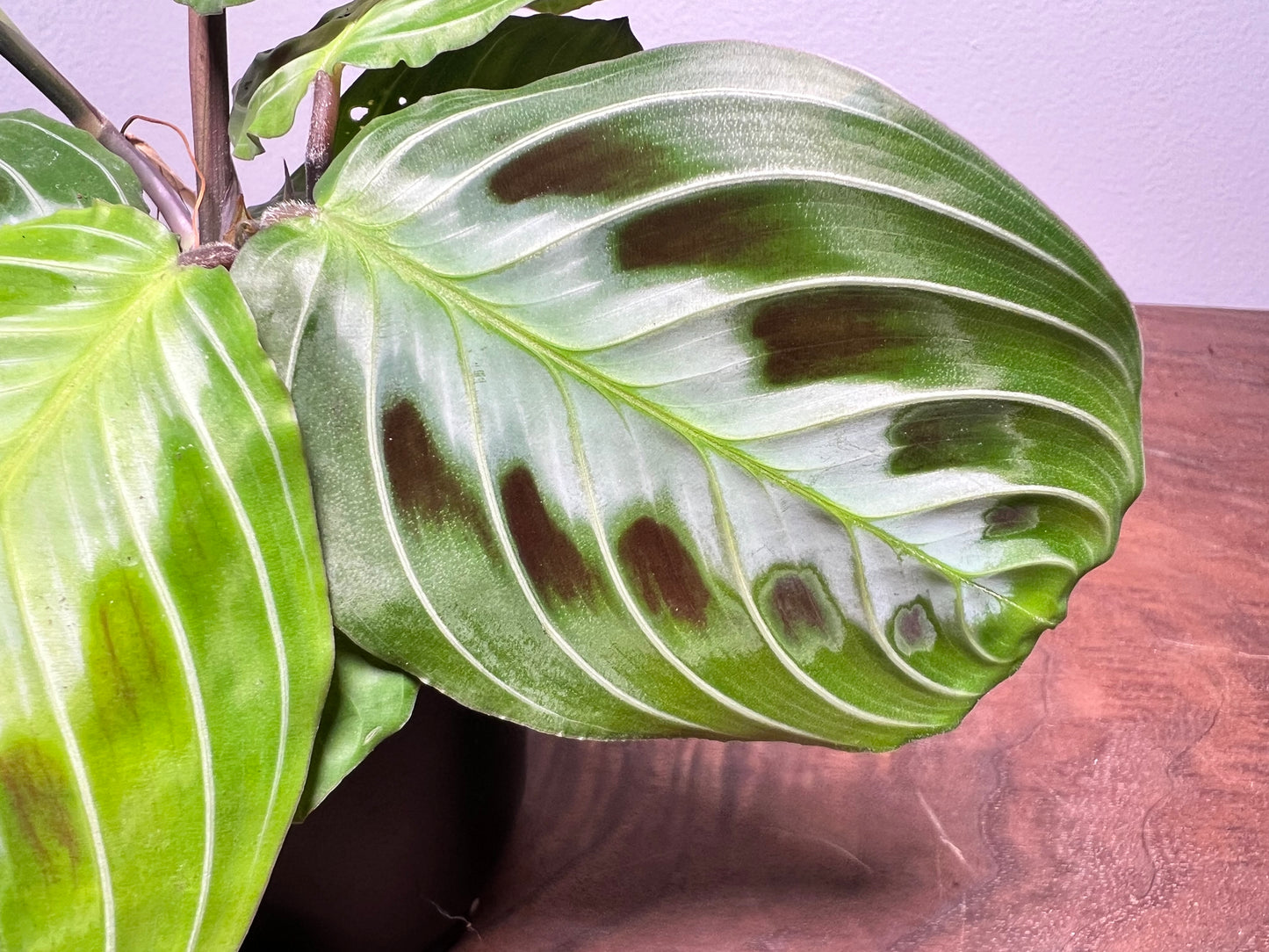 Maranta Black 4”
