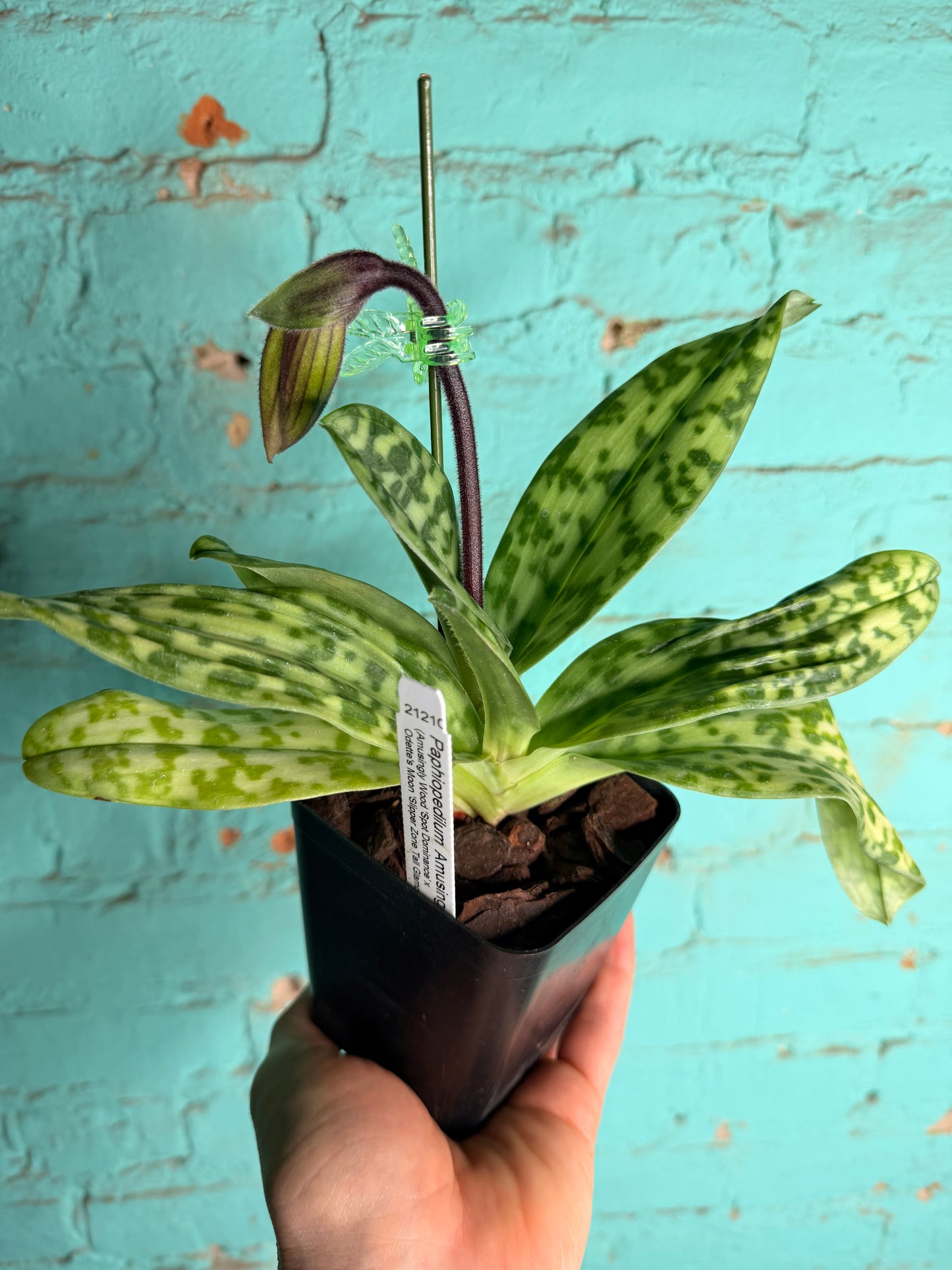 Paphiopedilum ‘Macabre Stalker’ Lady Slipper