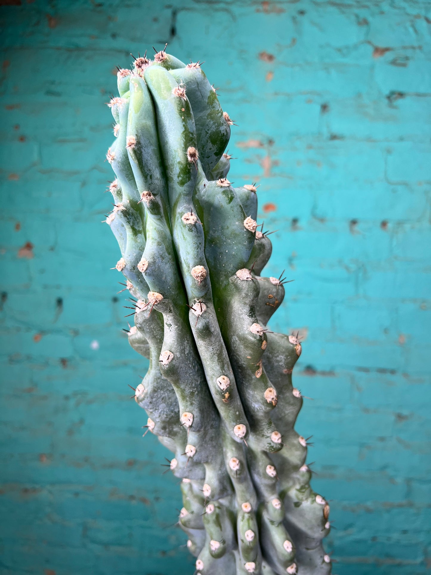 Cereus Monstrosus (Crested Apple Cactus) 10”