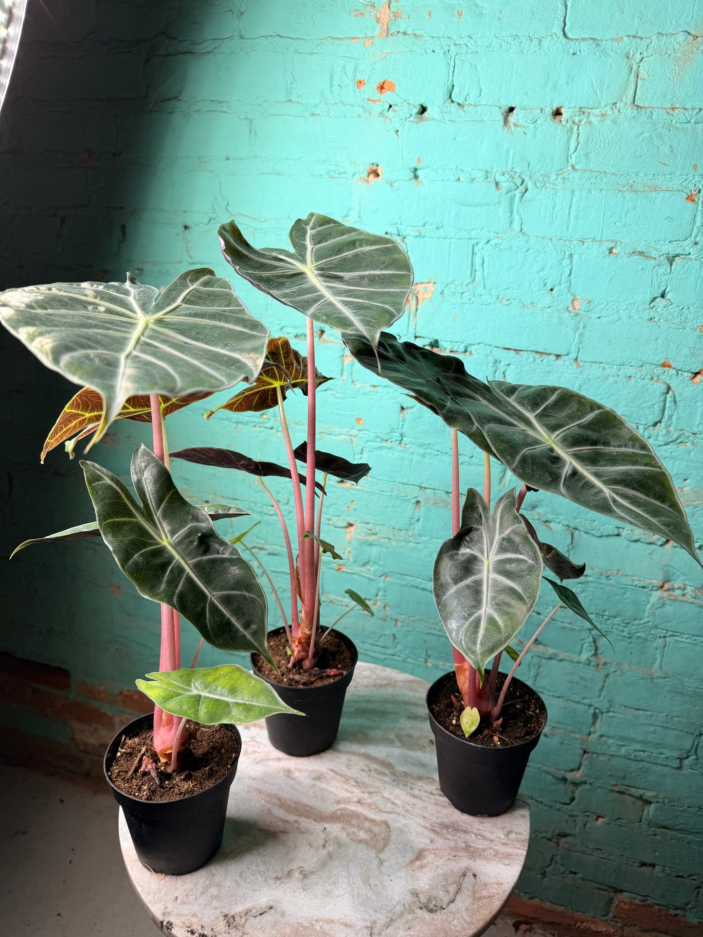Alocasia Morocco (Pink Dragon) 4”